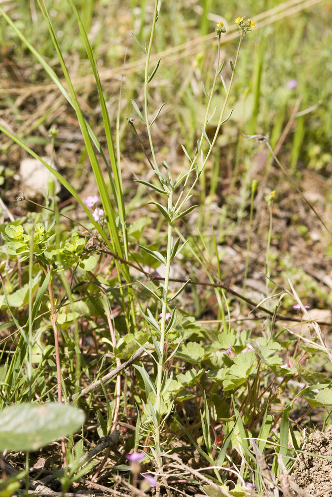 Linaria simplex